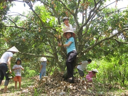 Summer 2009 - Picnic lychee orchards.